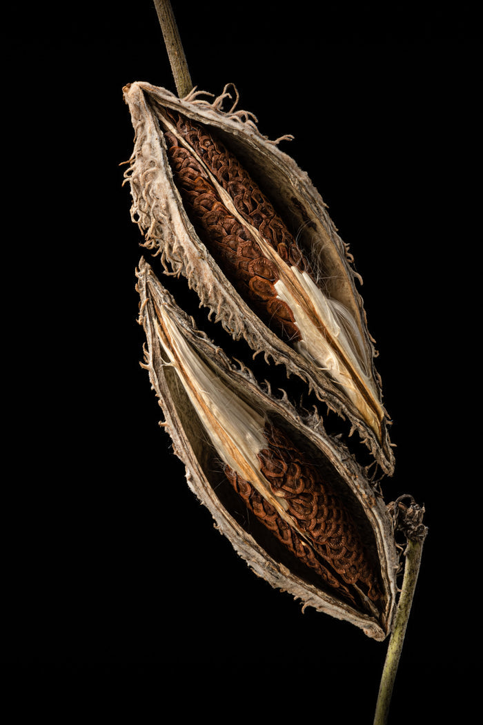 Milkweed 19