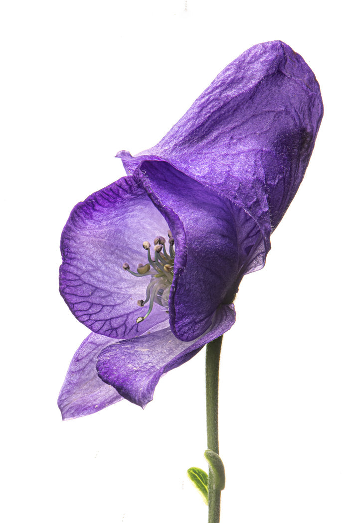 Monkshood 2