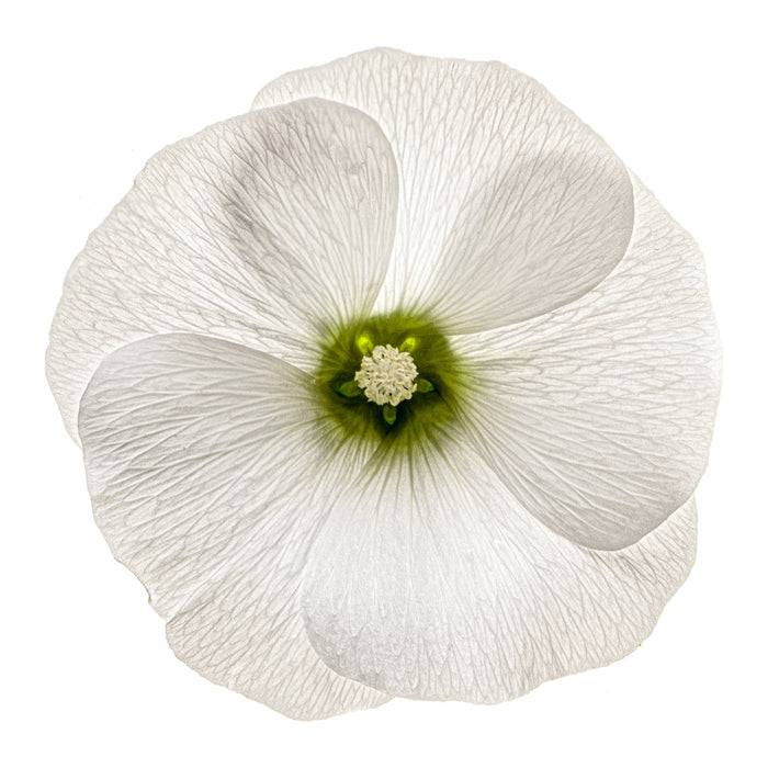 Musk Mallow 3
