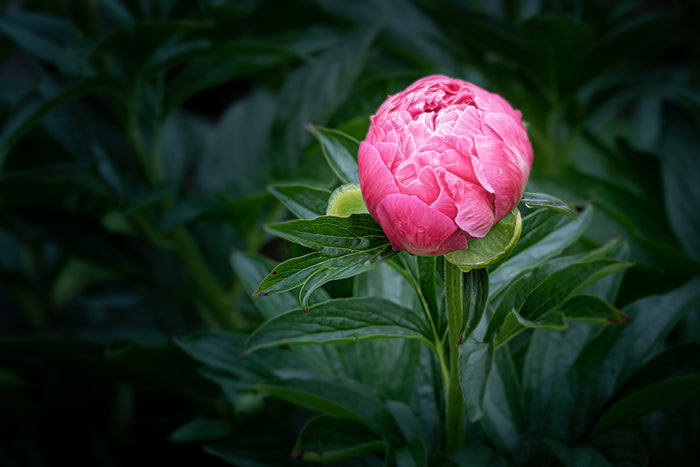 Peony 13