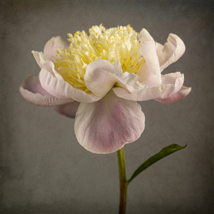 Peony 30