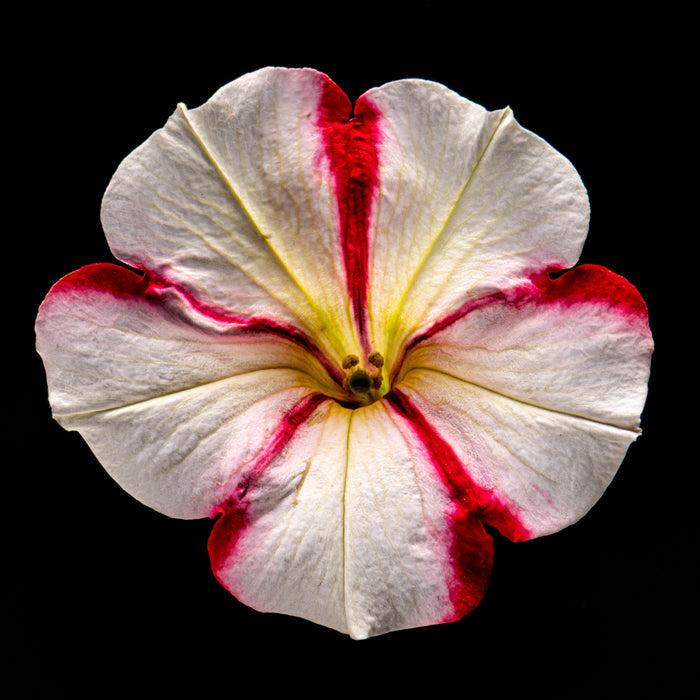Petunia 4