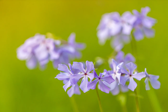 Phlox 1
