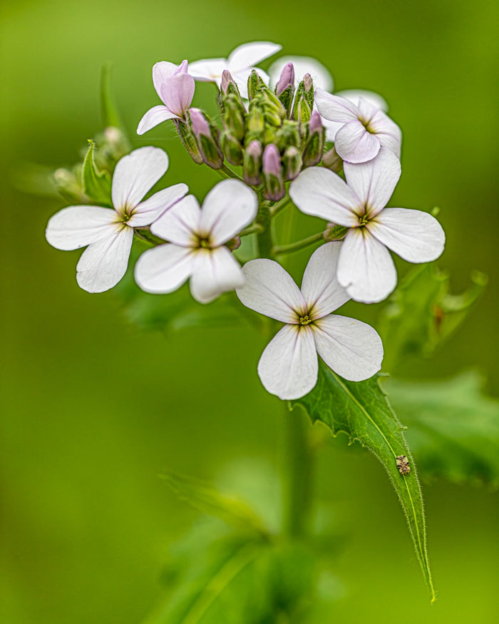 Phlox 3