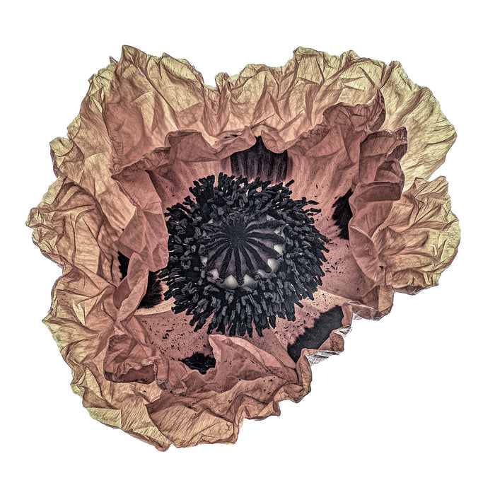 Poppy 18
