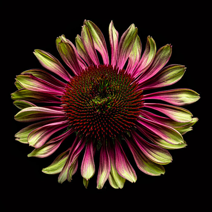 Purple Coneflower 8