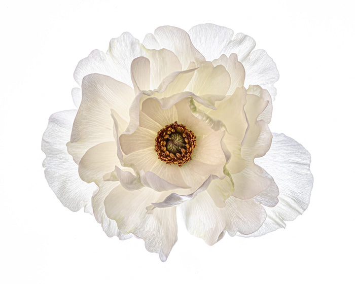Ranunculus 16