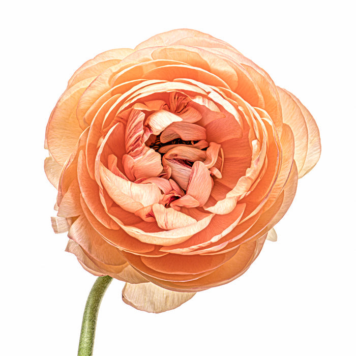 Ranunculus 21