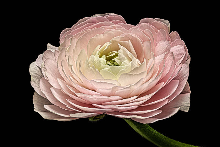 Ranunculus 30