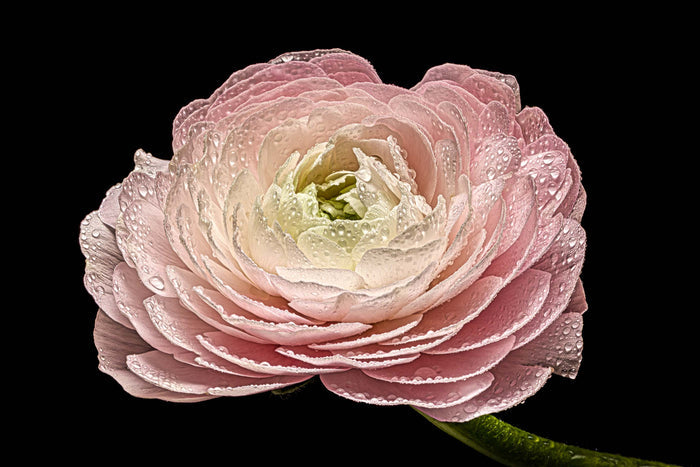 Ranunculus 31