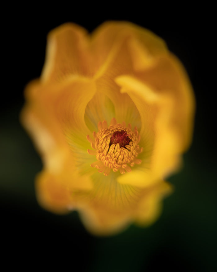 Ranunculus 8