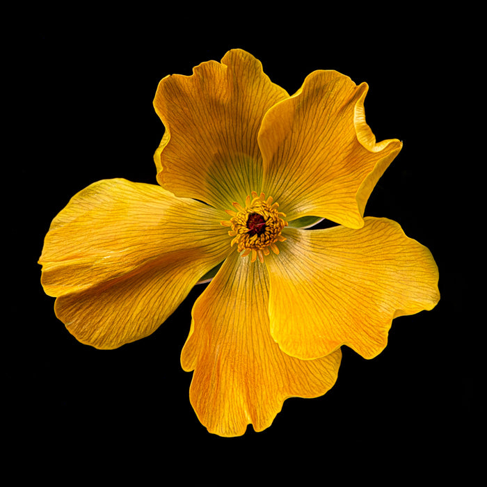 Ranunculus 9