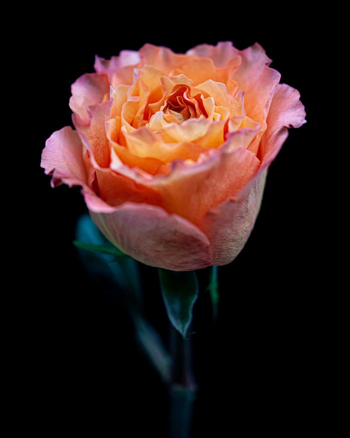 Rose 6