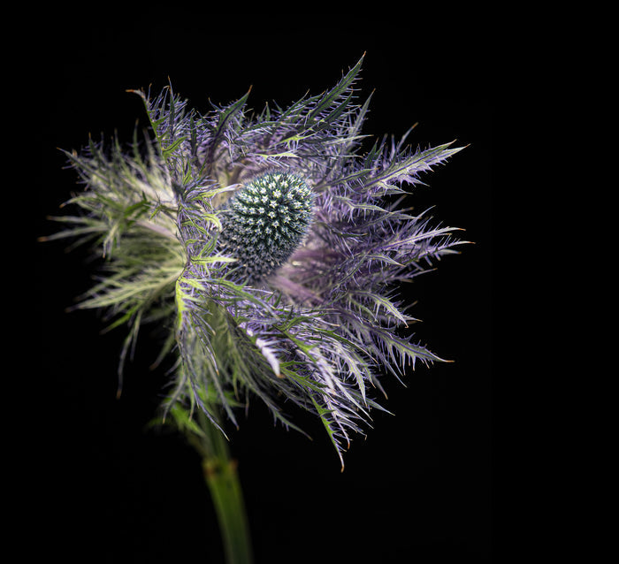 Sea Holly 1