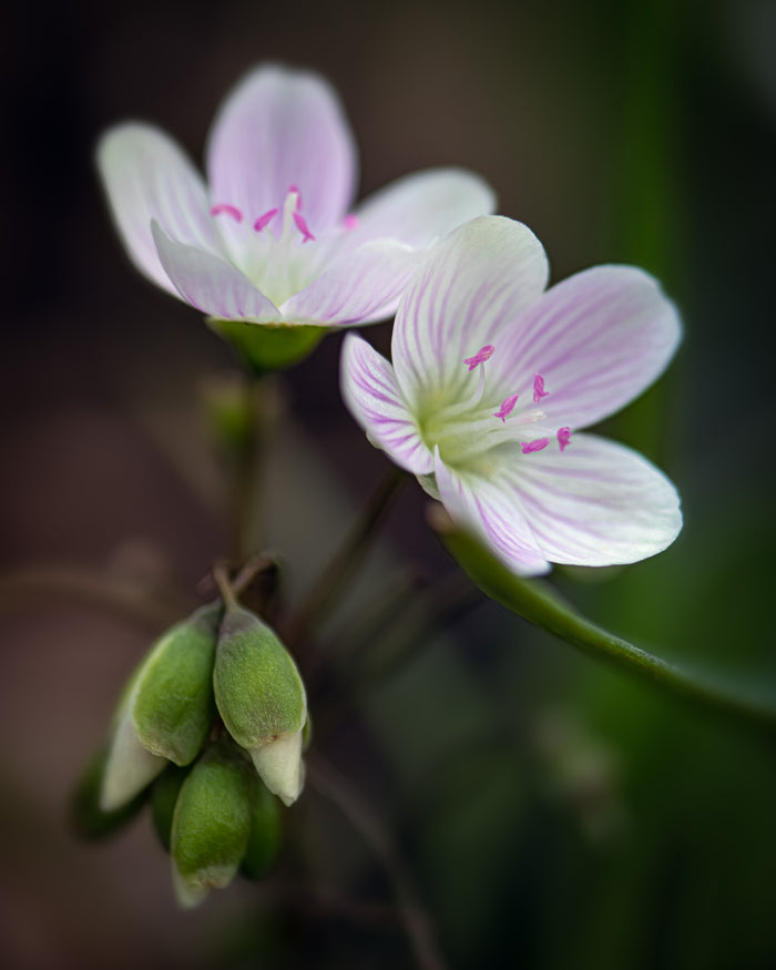 Spring Beauty 1