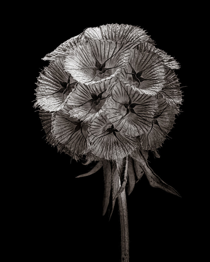 Starflower 6