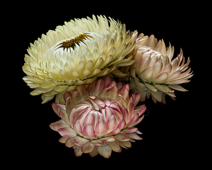 Strawflower 26