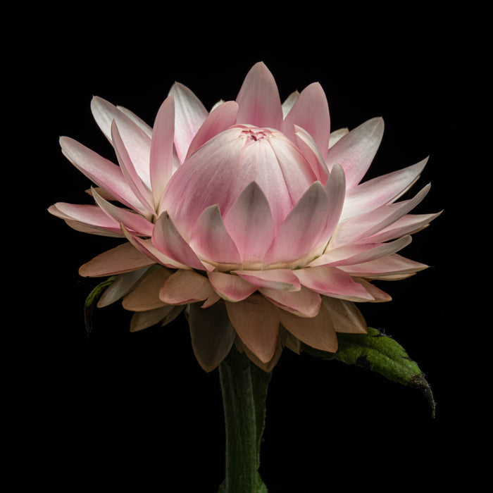 Strawflower 8