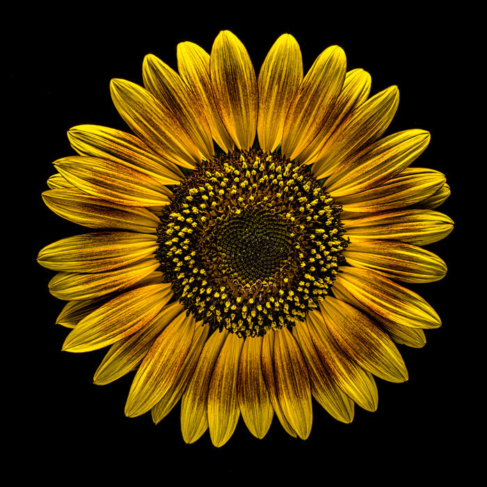 Sunflower 29