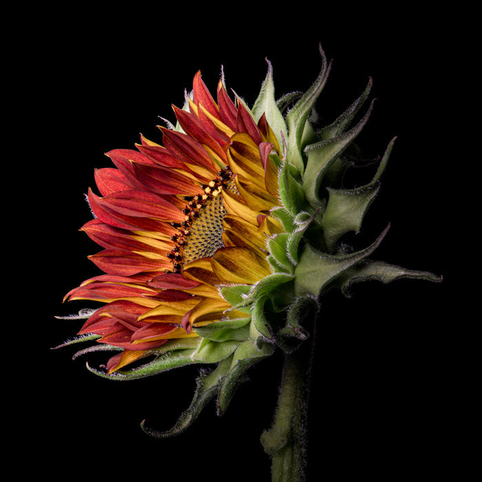Sunflower 36
