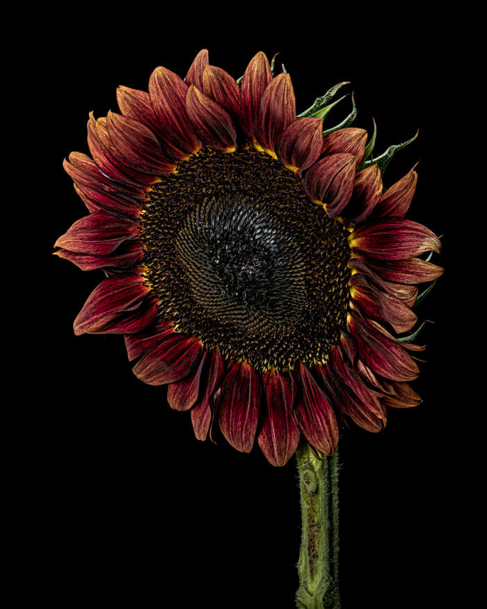 Sunflower 42
