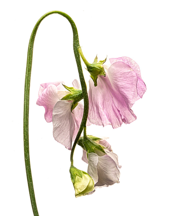 Sweet Pea 1