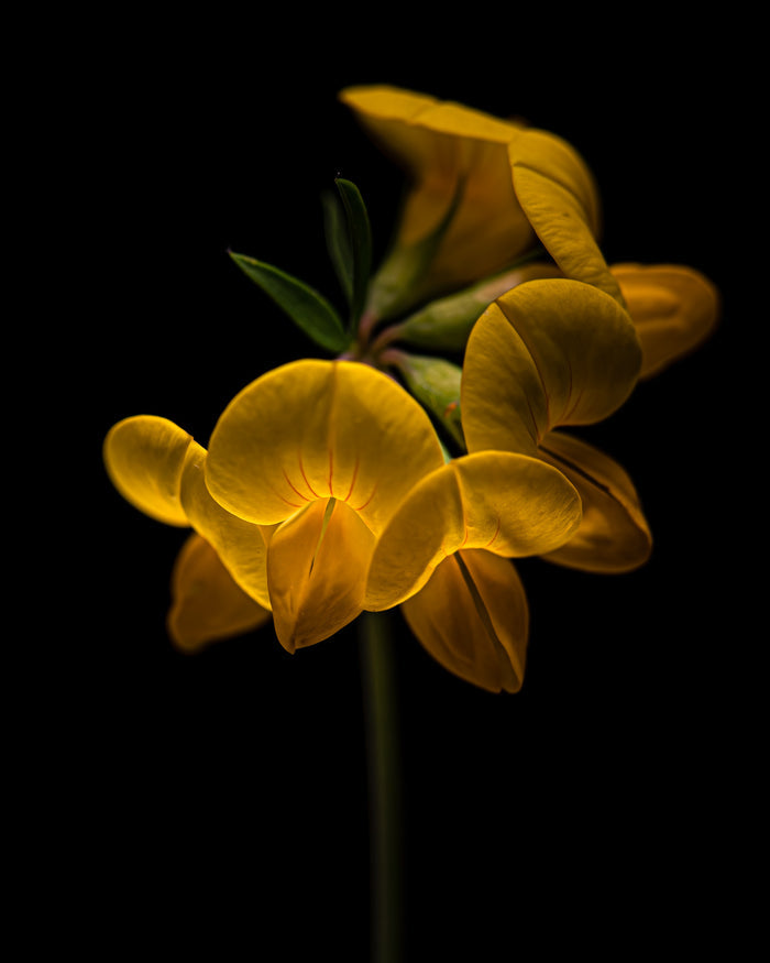 Trefoil 1