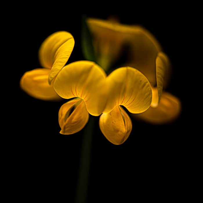 Trefoil 2