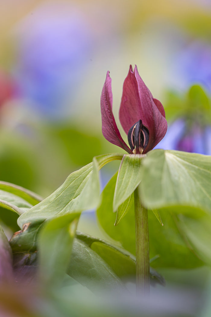 Trillium 1