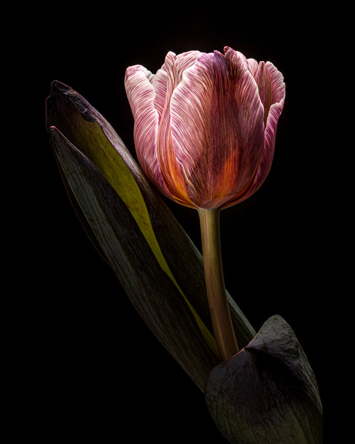 Tulip 29