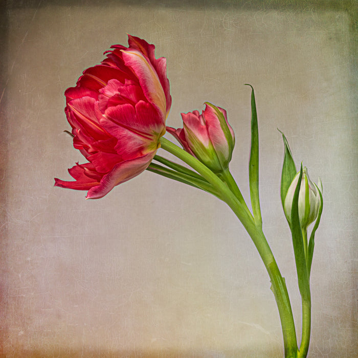 Tulip 3