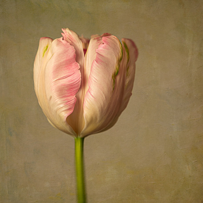Tulip 5