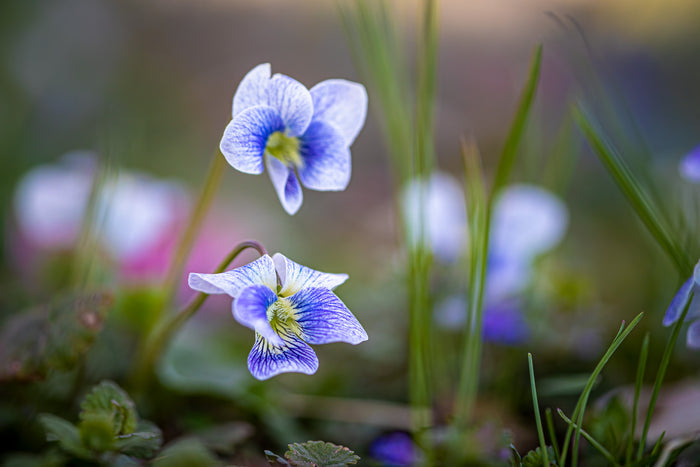 Violet 2