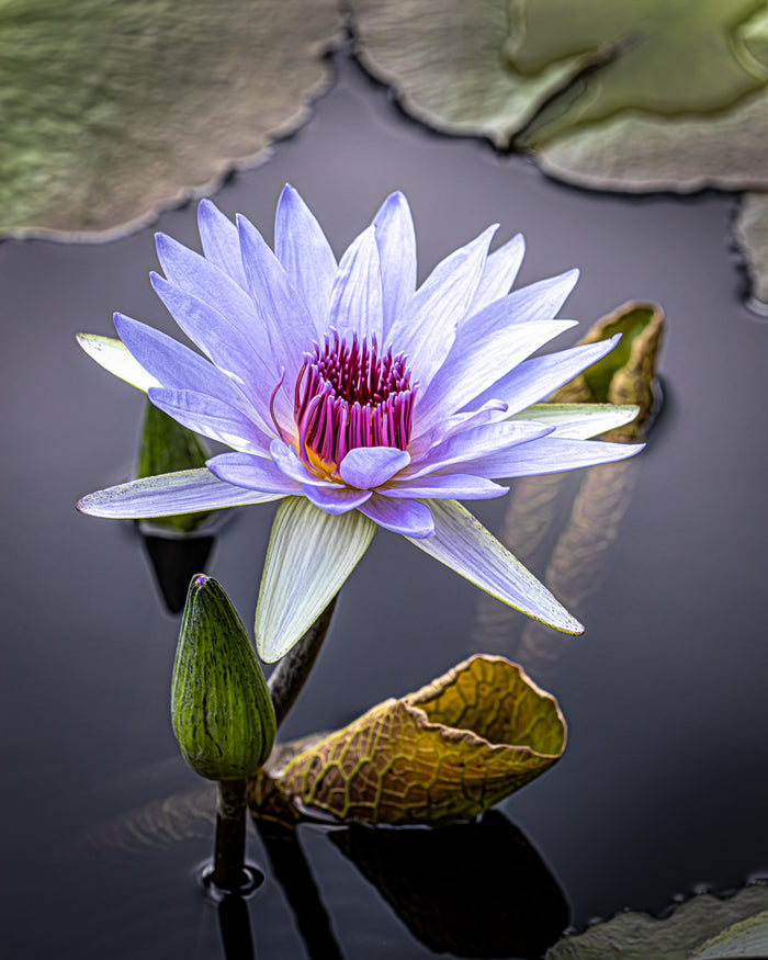 Waterlily 6