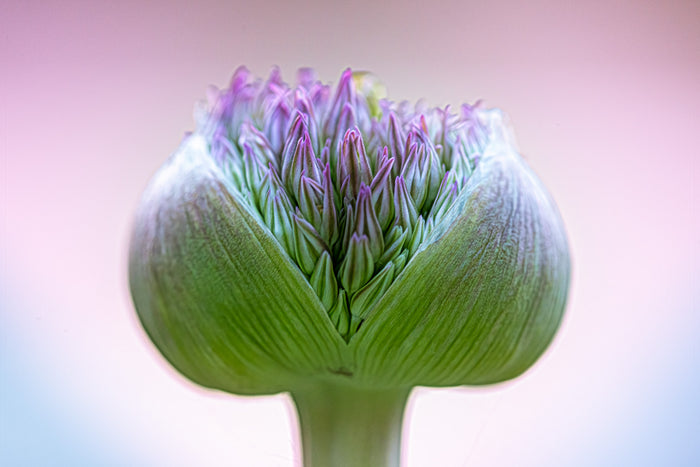 Allium 4