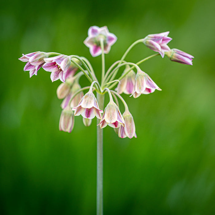 Allium 5