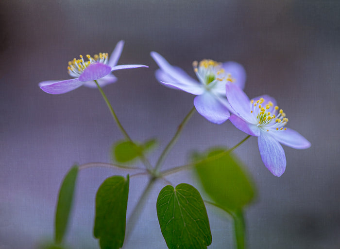 Anemone 10
