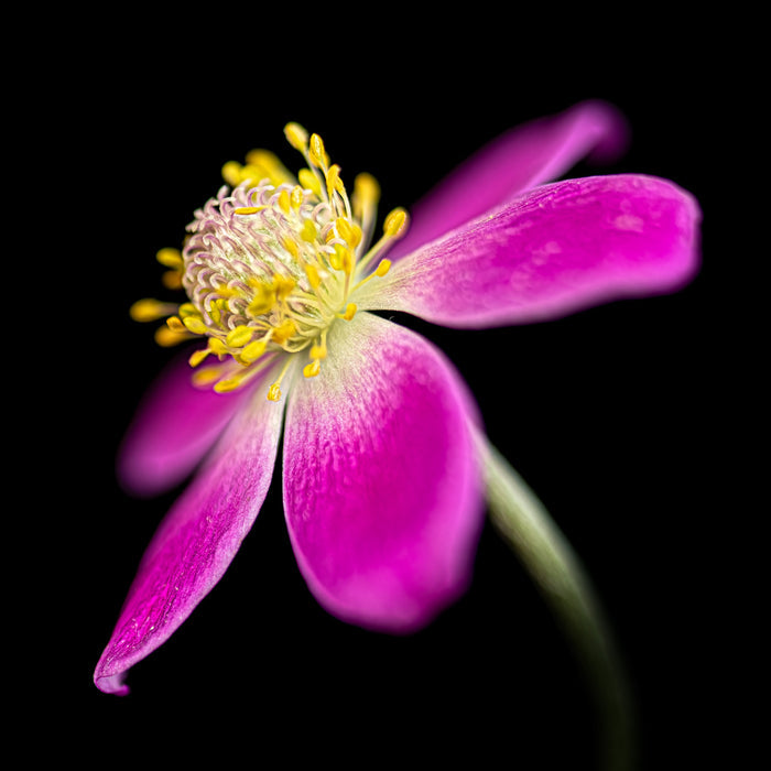 Anemone 15