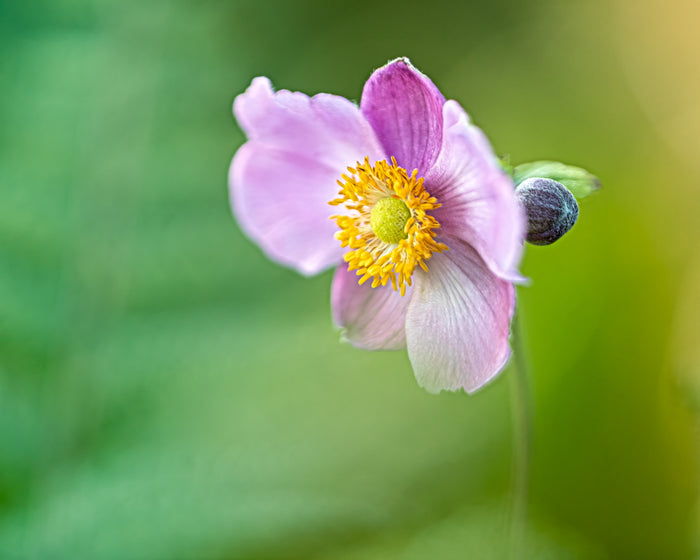Anemone 16