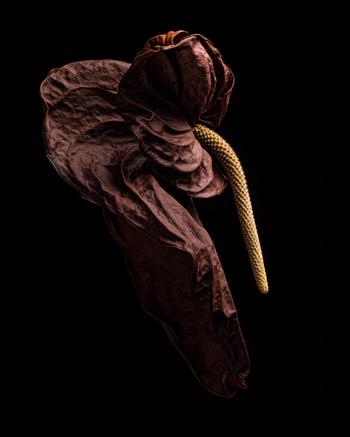 Anthurium 9