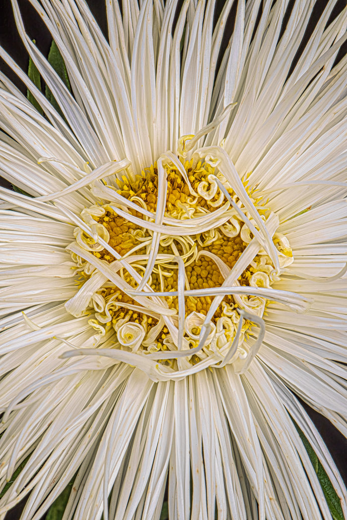Aster 2