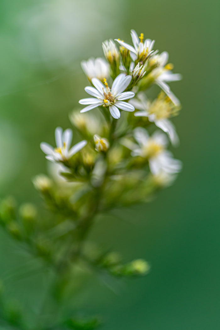 Aster 4
