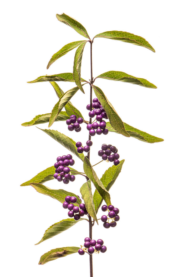Beautyberry 2