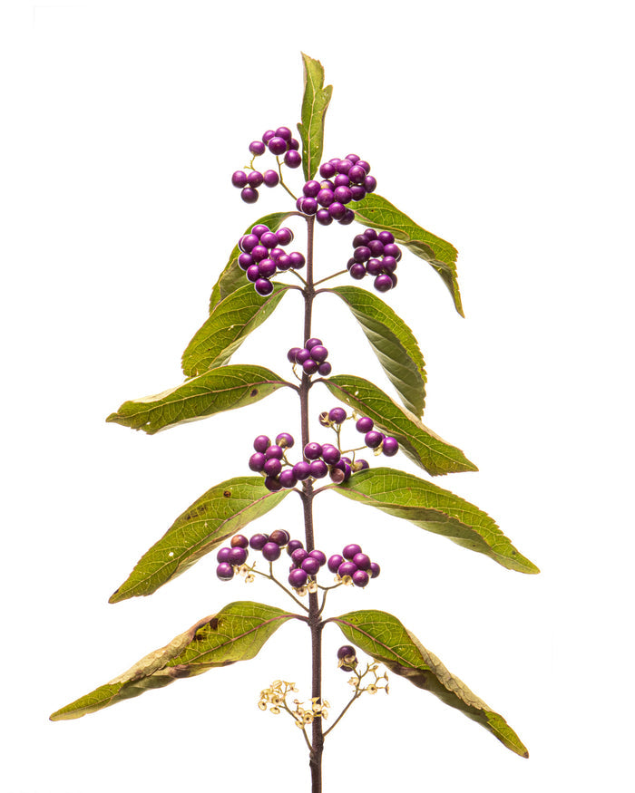 Beautyberry 3