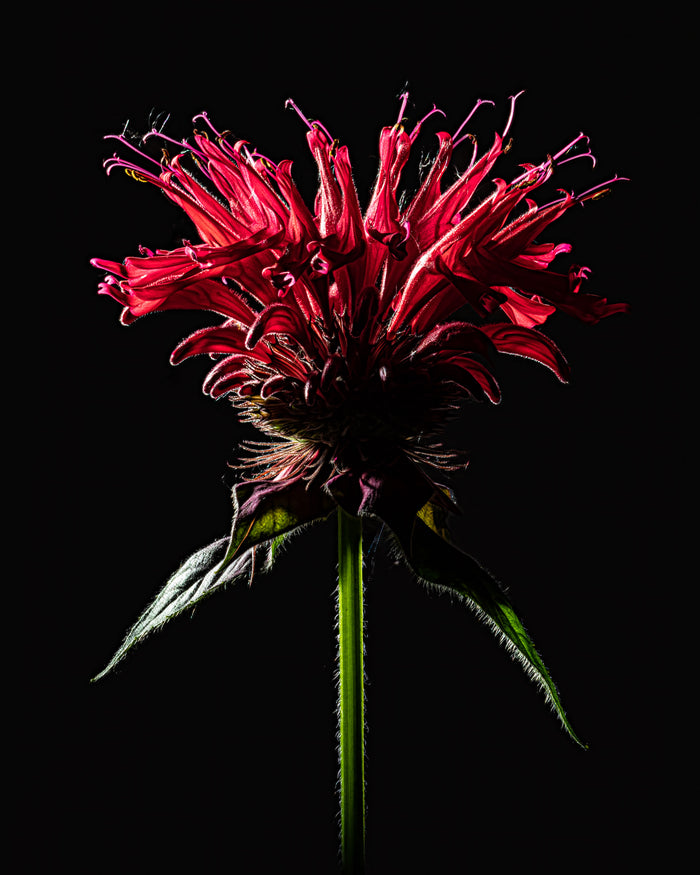 Beebalm 1