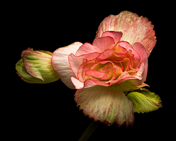 Begonia 14