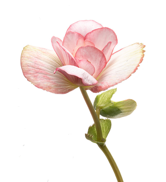 Begonia 5