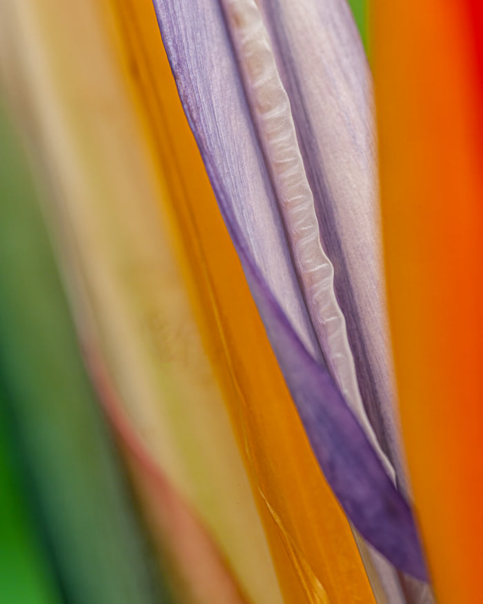 Bird of Paradise 1
