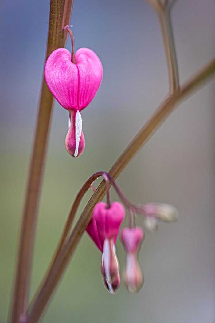 Bleeding Heart 3