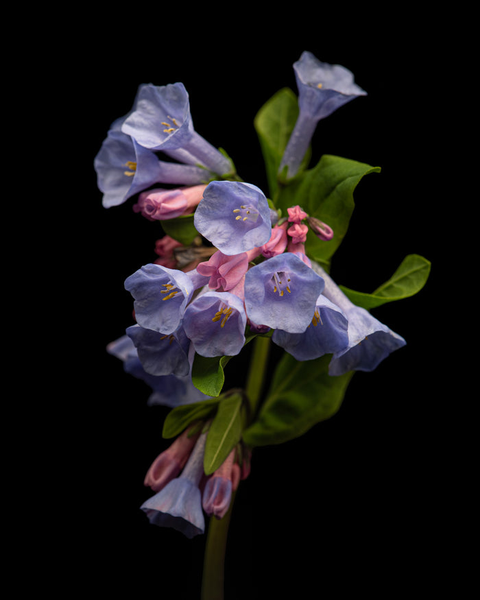 Bluebell 2